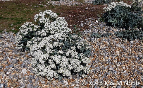 sea kale (Crambe maritina) K & M Noble